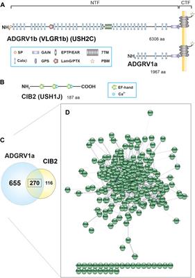 Usher syndrome proteins ADGRV1 (USH2C) and CIB2 (USH1J) interact and share a common interactome containing TRiC/CCT-BBS chaperonins